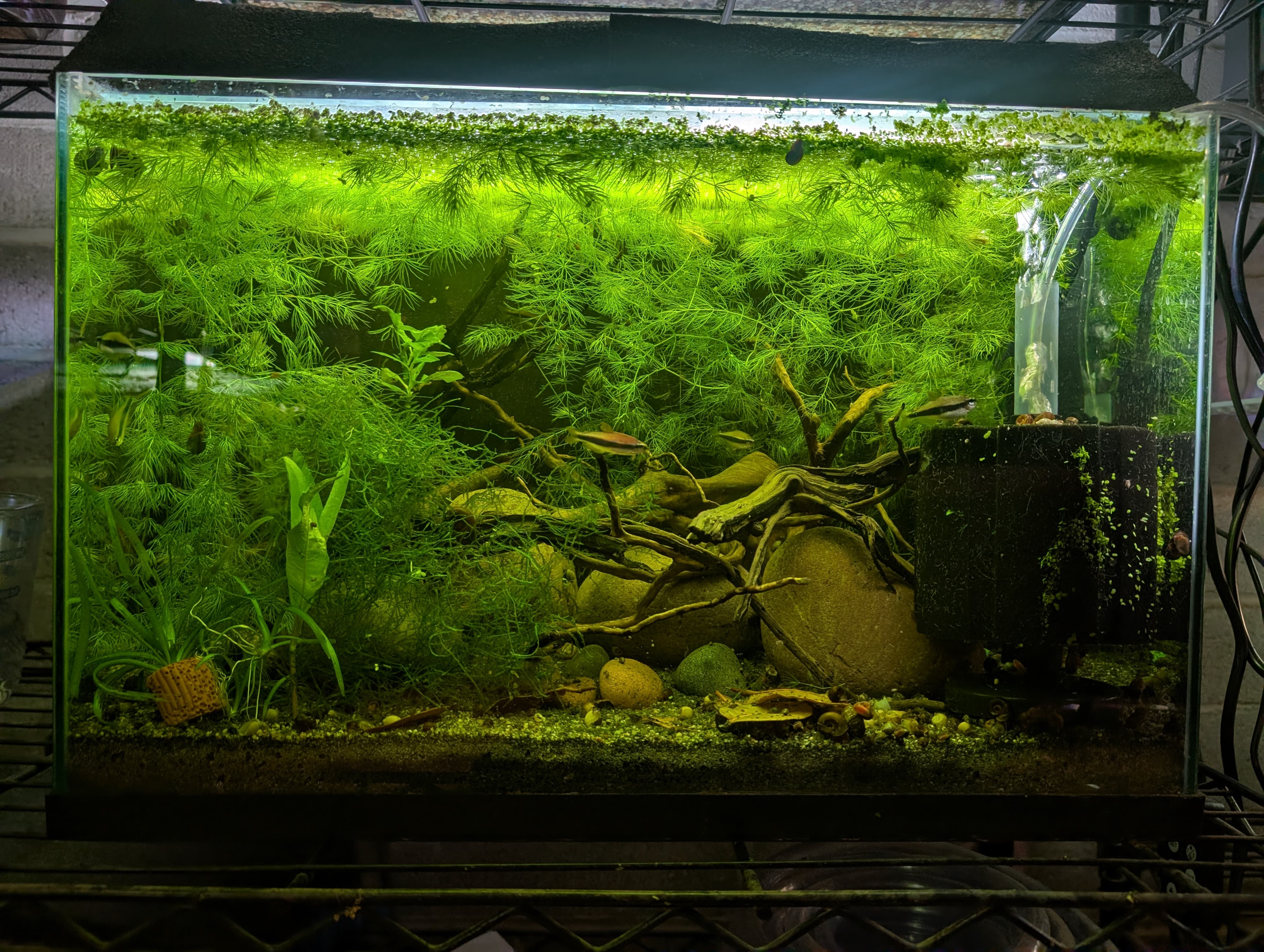 Emperor Tetra Tank