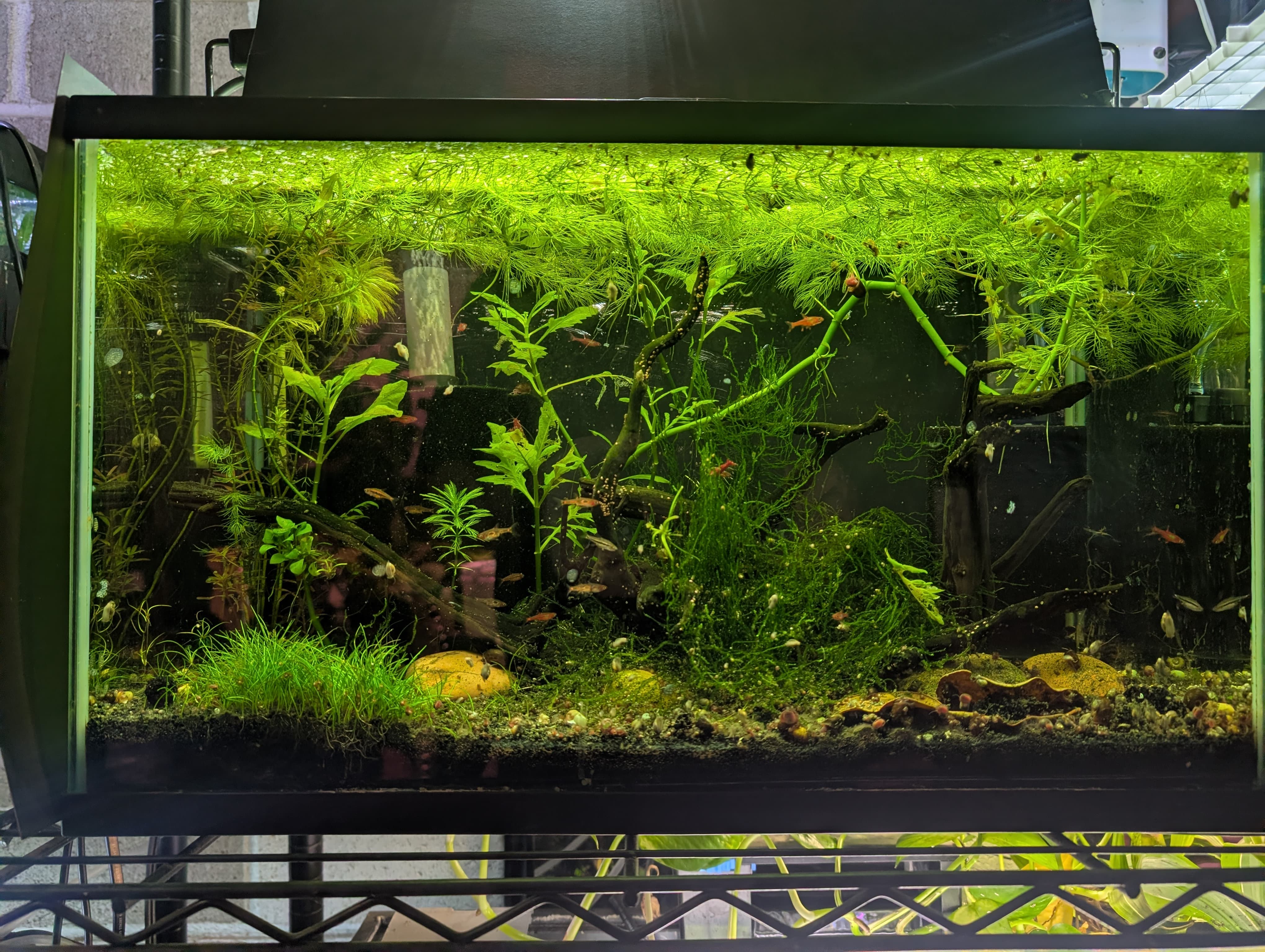 Chili Rasbora Tank
