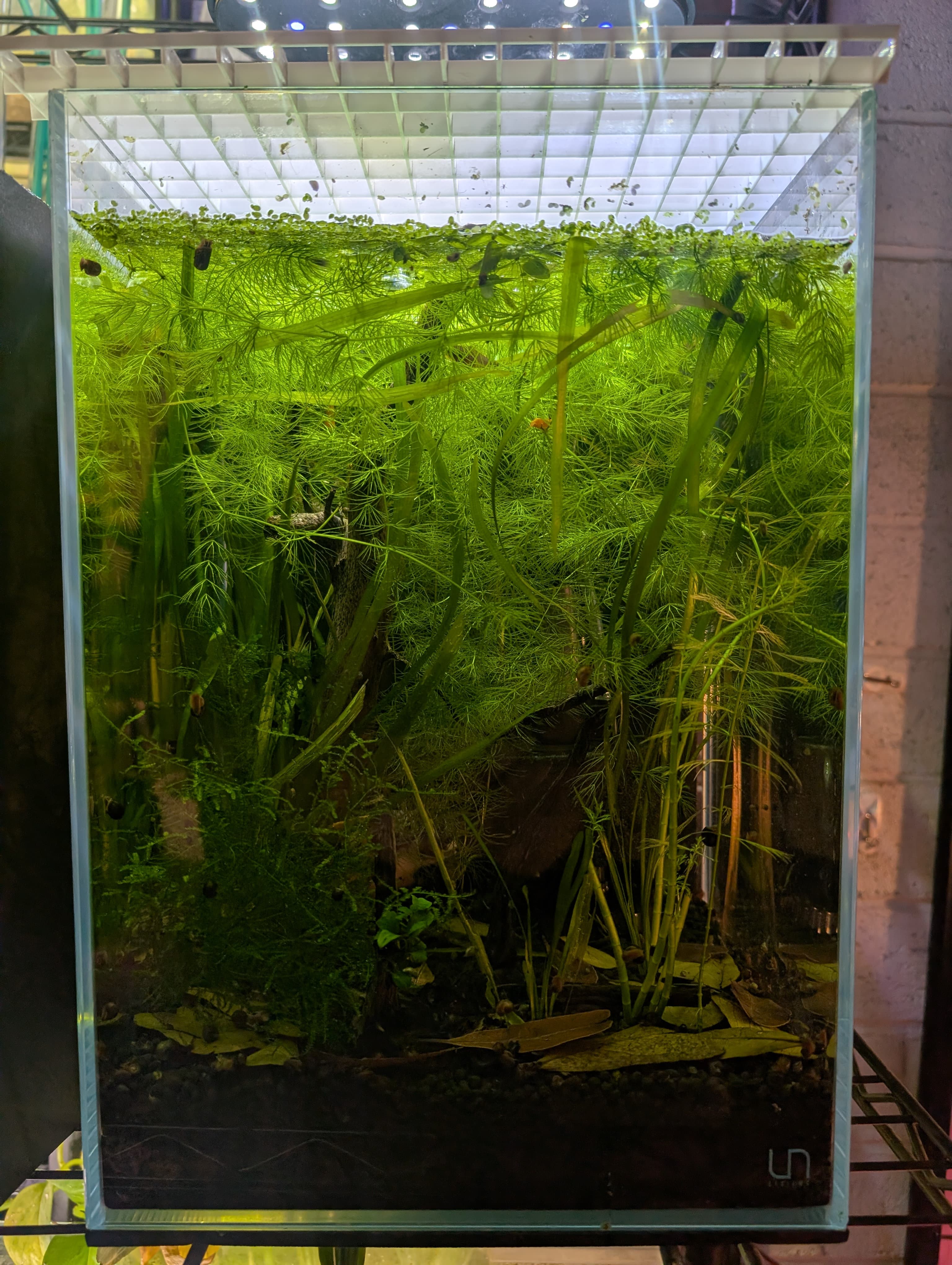 Pygmy Sunfish Tank