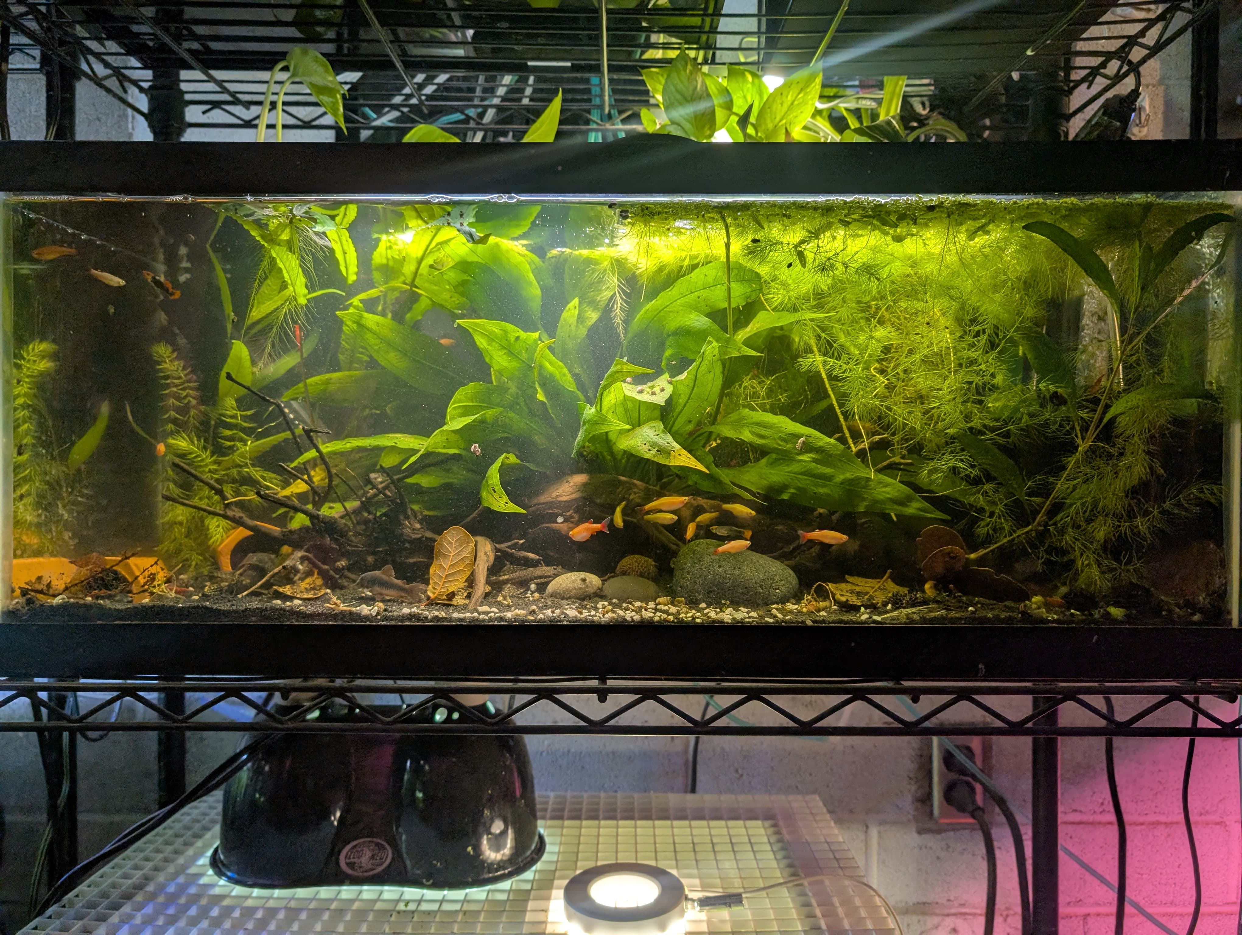 20 Gallon Tank