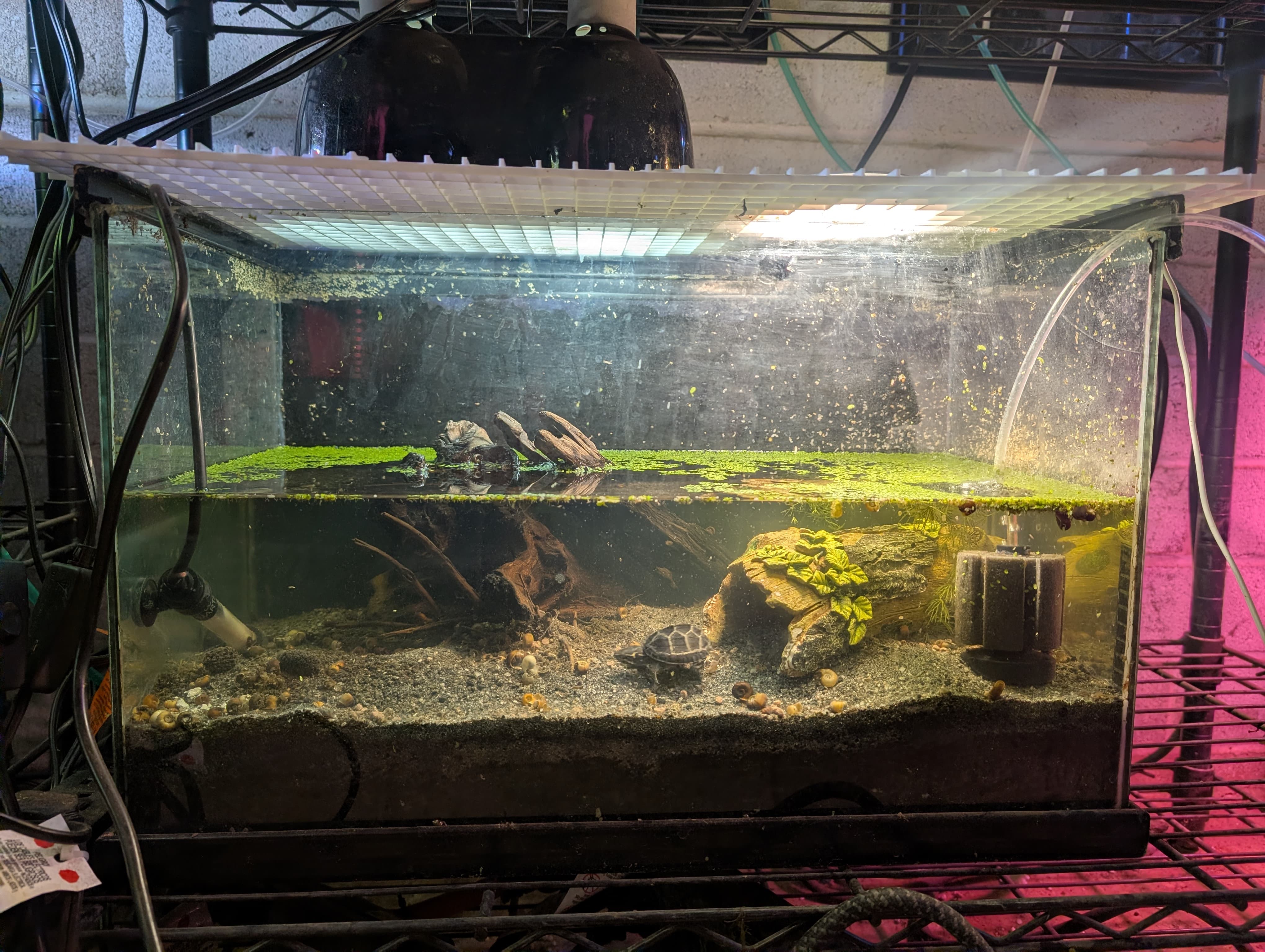 Musk Turtle Tank