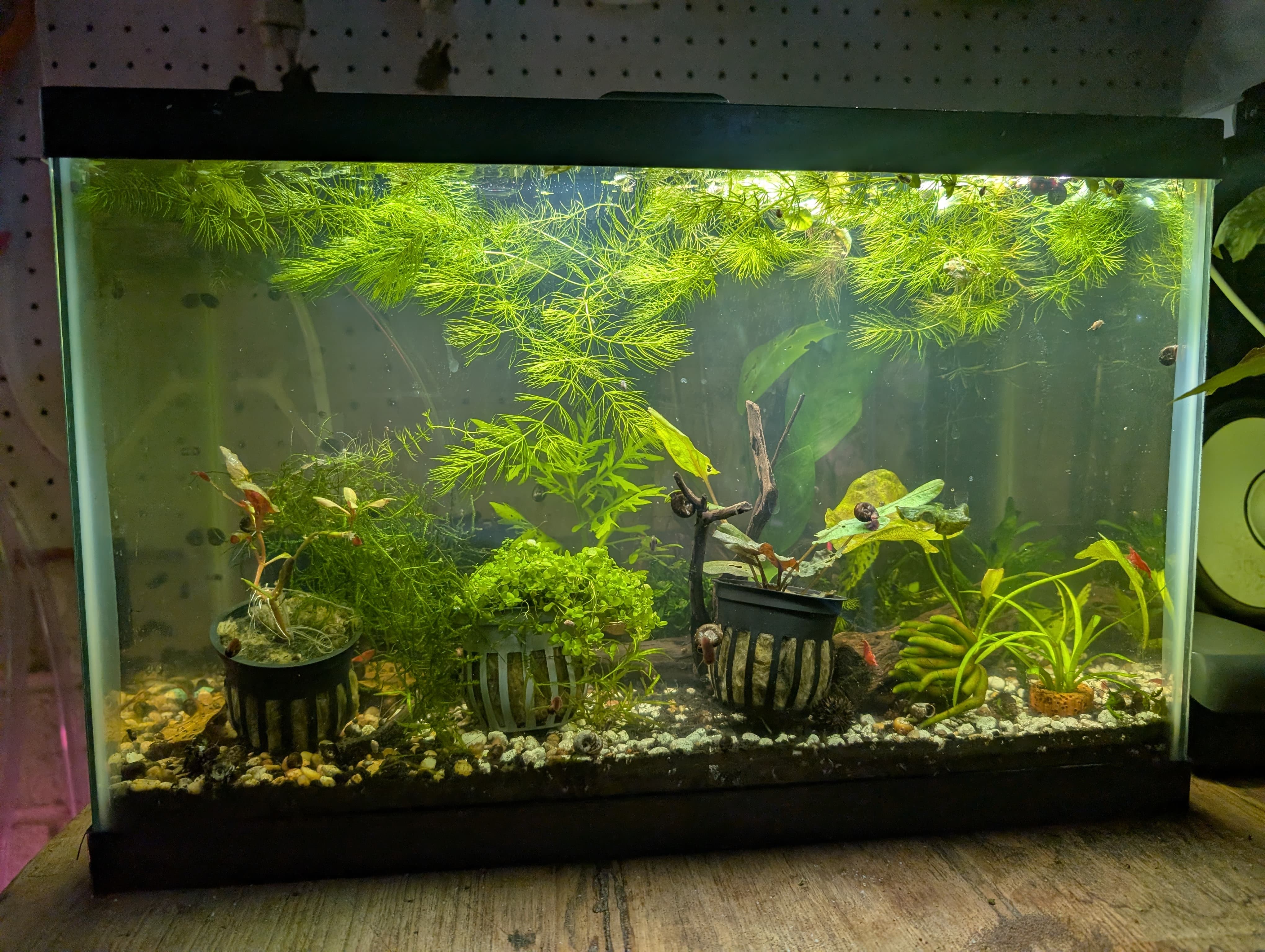 Least Killifish Tank