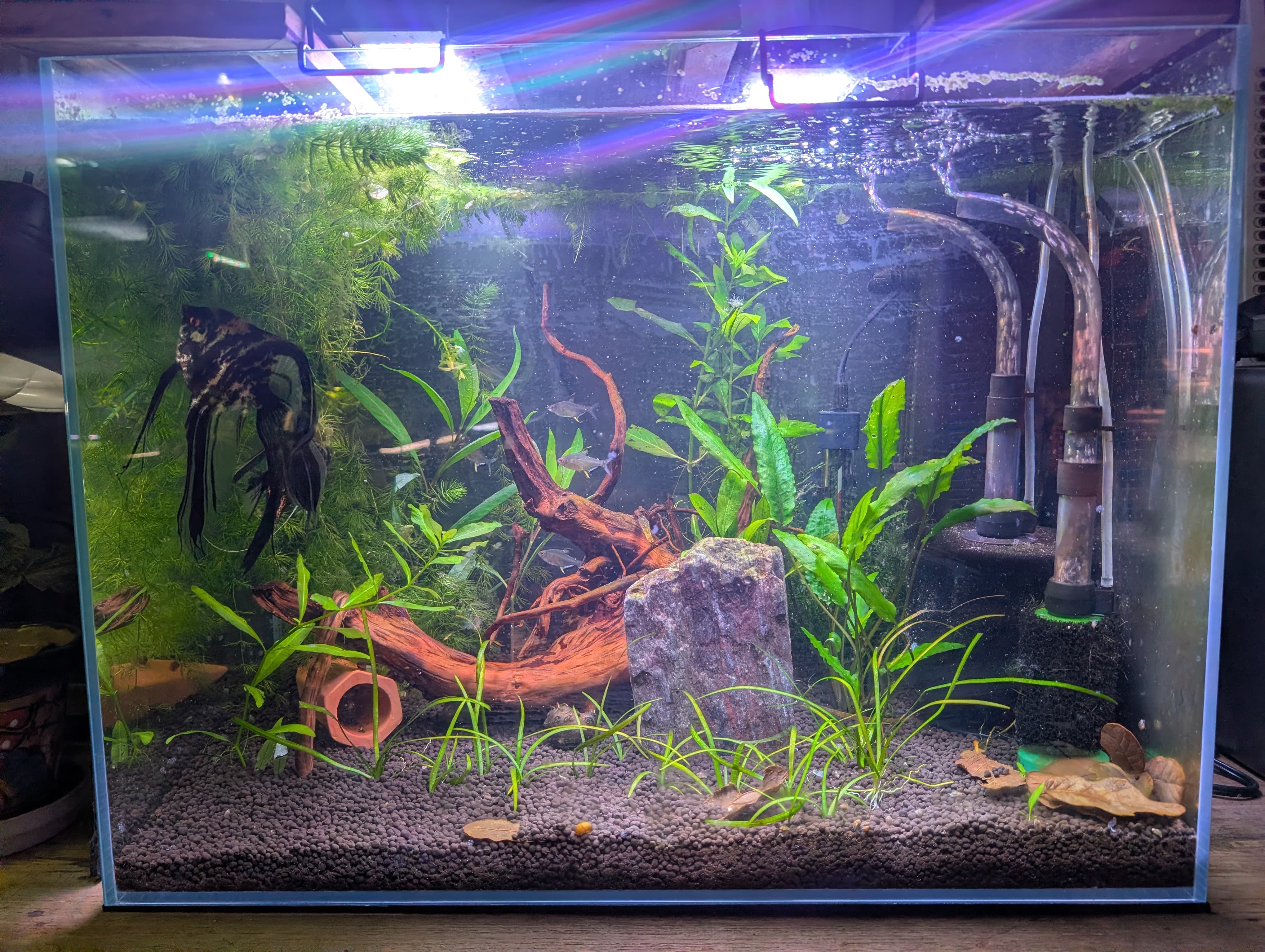 Angel Fish Tank