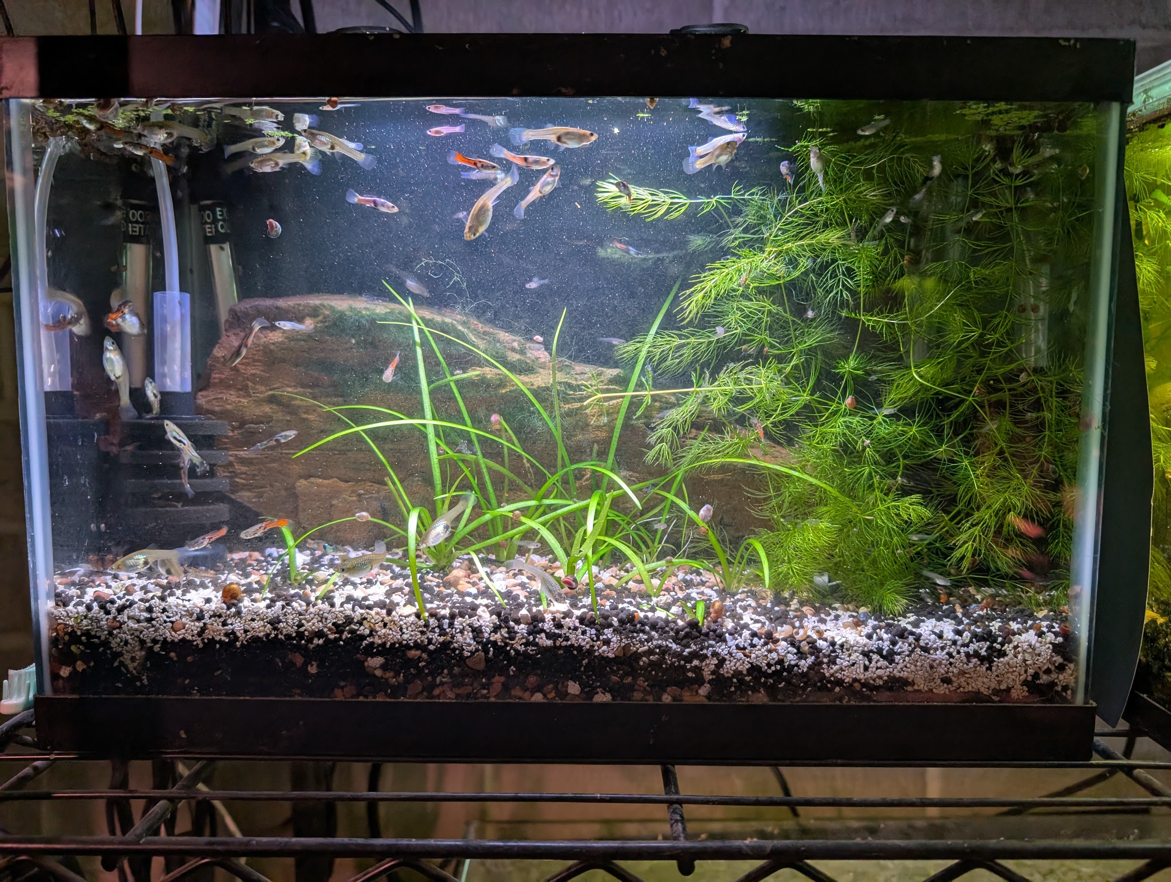 Endler Fish Tank