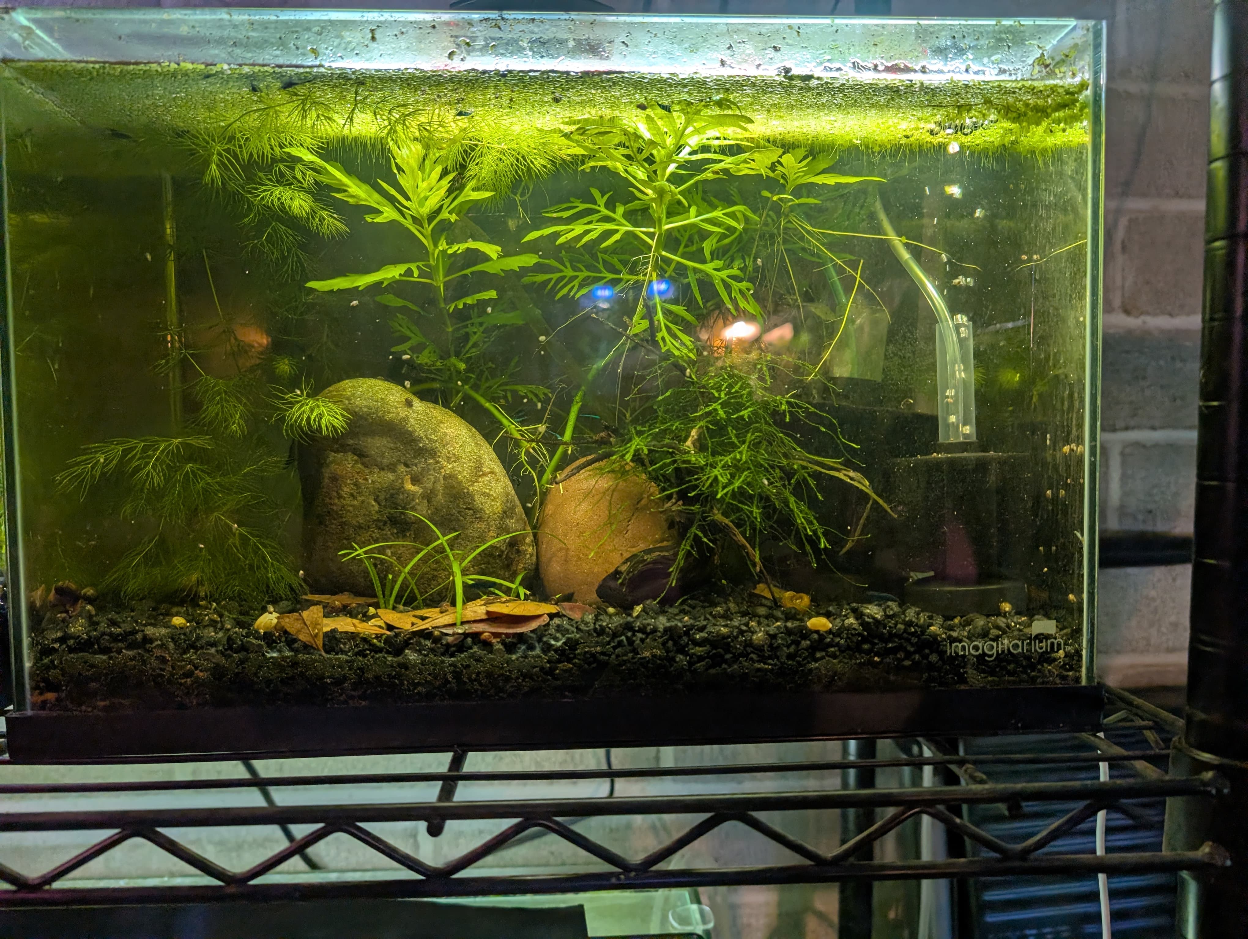 Gren Neon Tetra Fish Tank