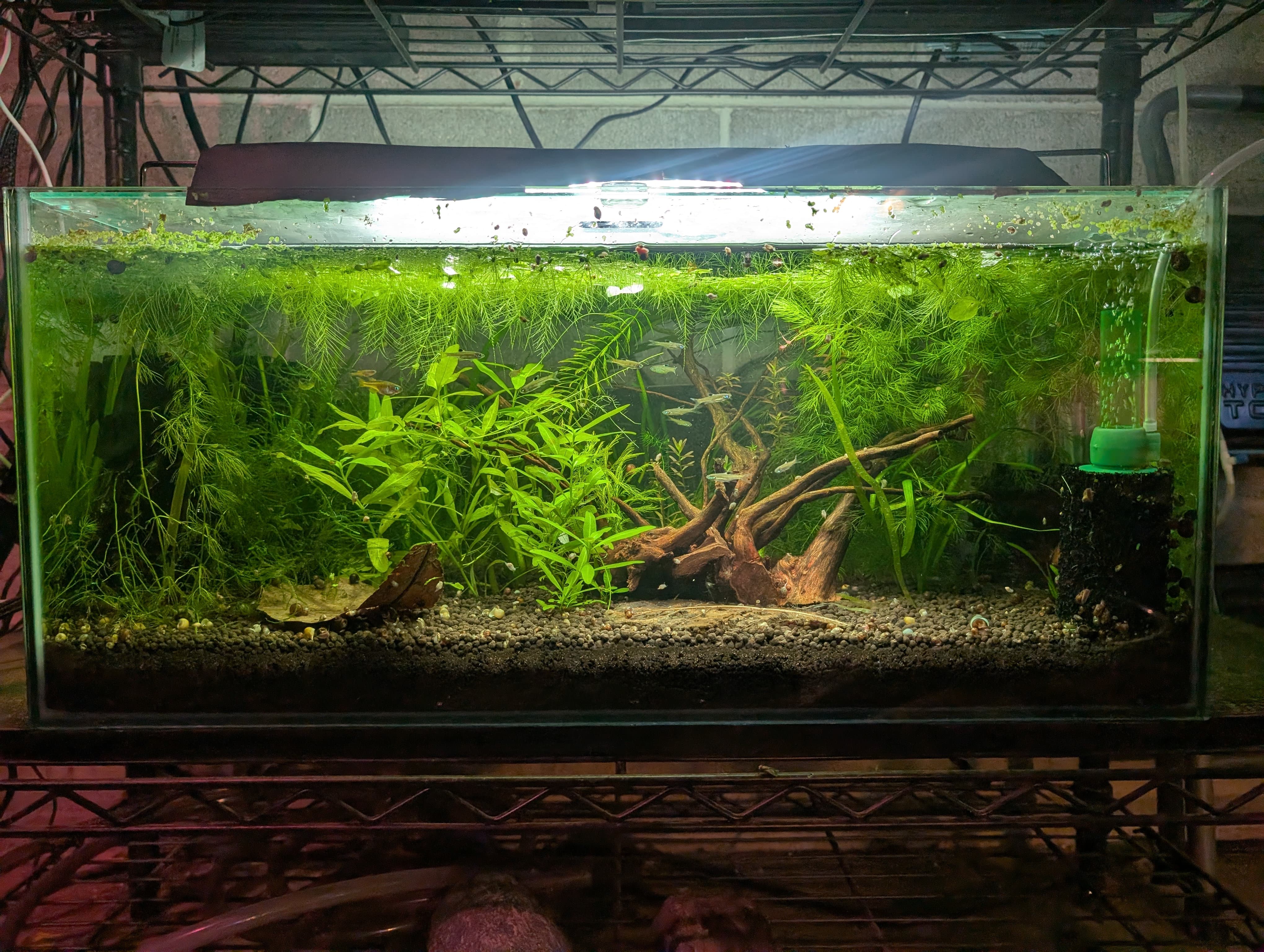 Luminatus, Emerald Eye Rasbora, Clown Killi Tank