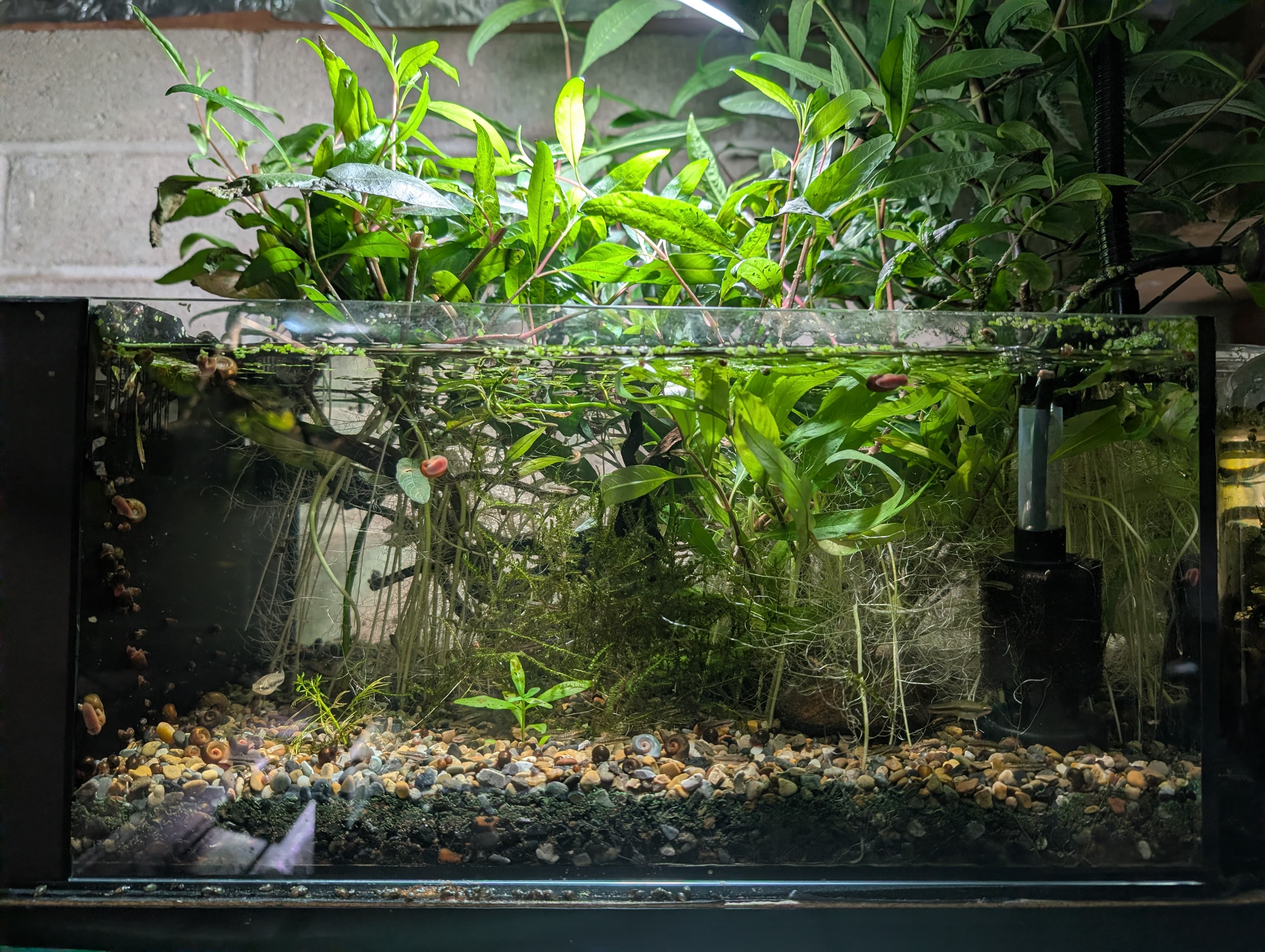 Least Killifish Tank
