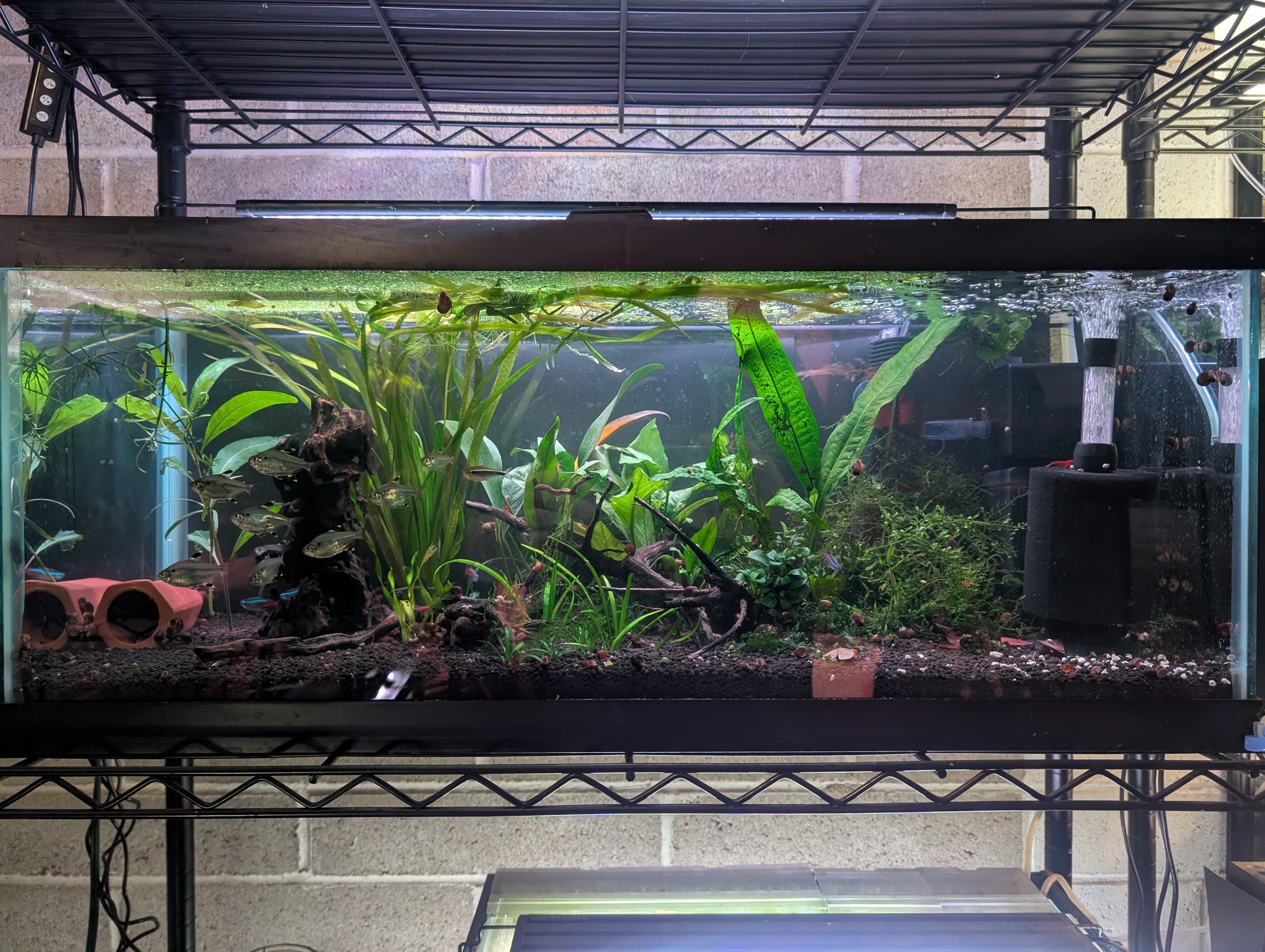 Tetra Tank