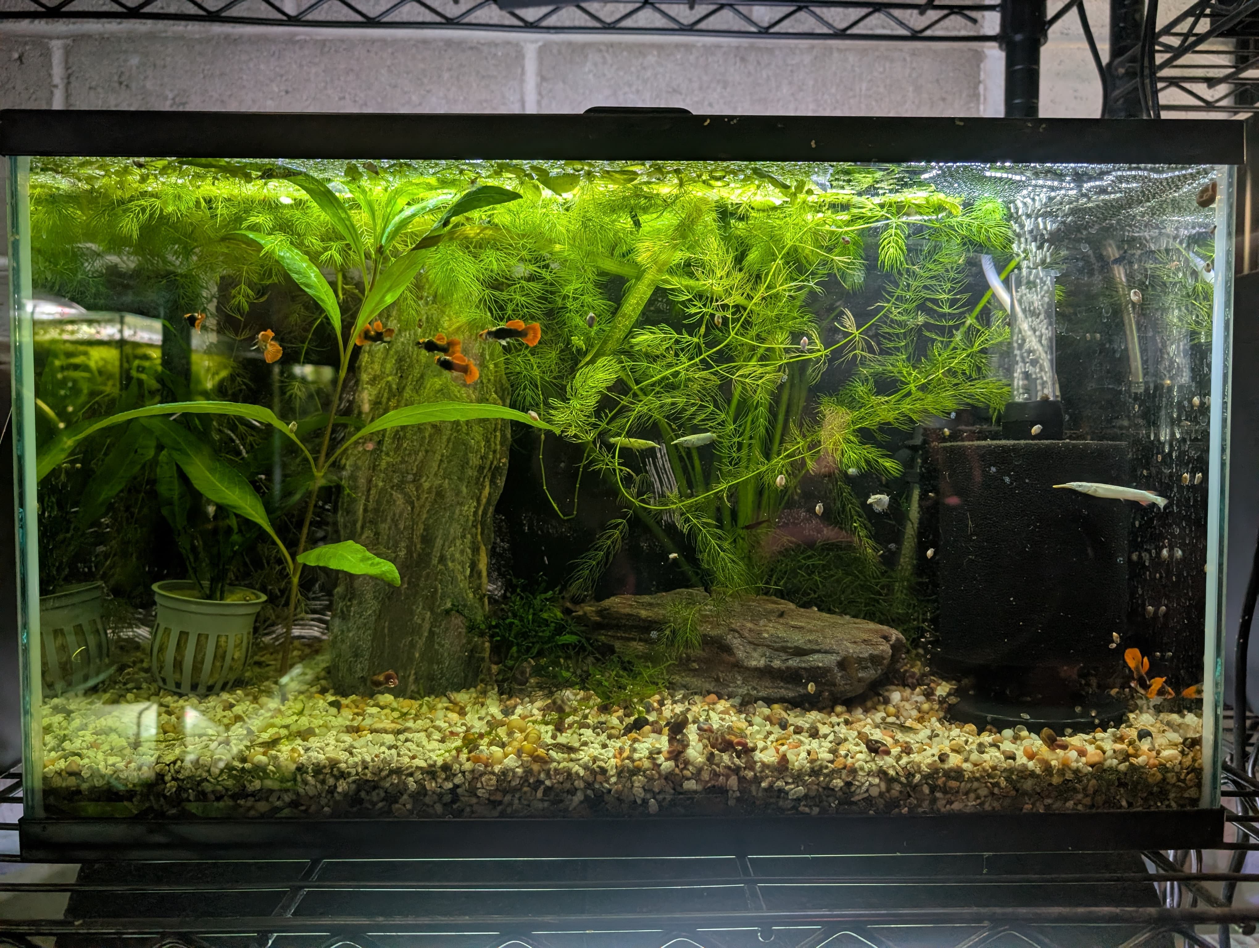 Guppy and Half Beak Tank